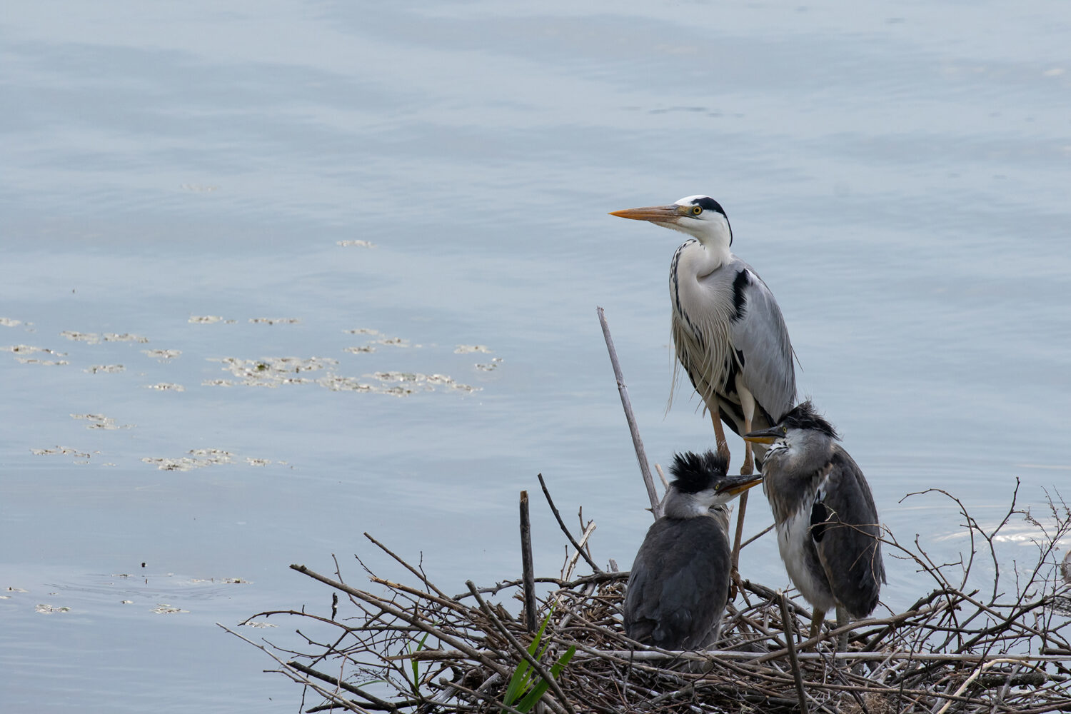 Wild Birds 野鳥 メドゥスケープ