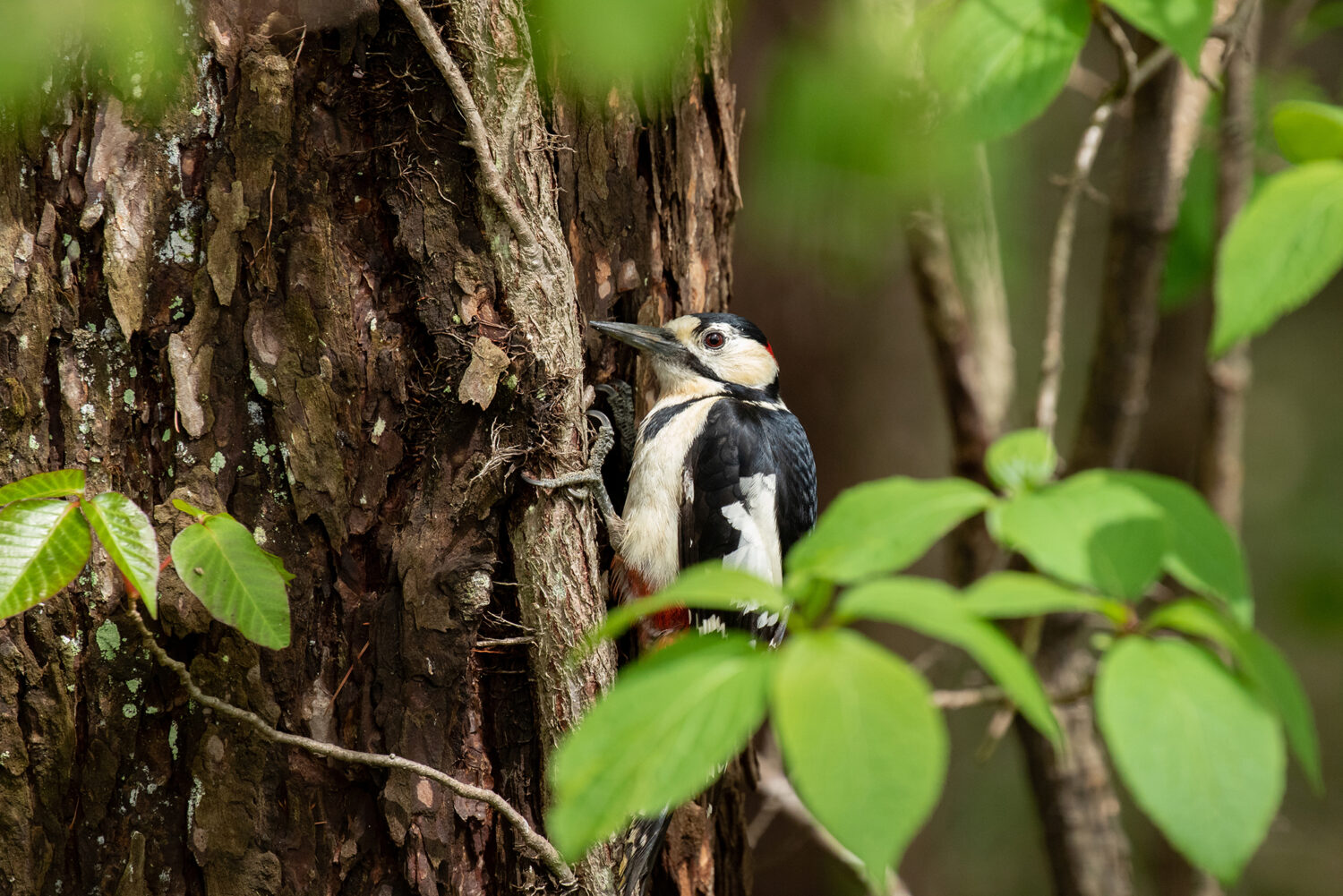 Wild Birds 野鳥 メドゥスケープ