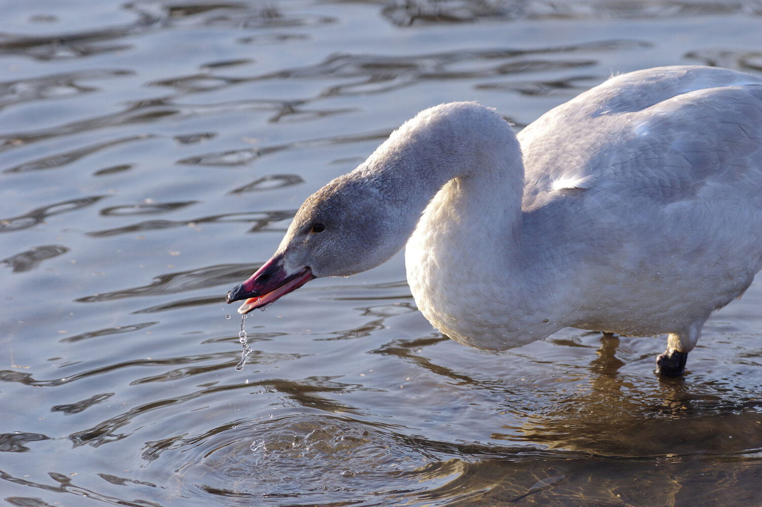 Wild Birds 野鳥 メドゥスケープ