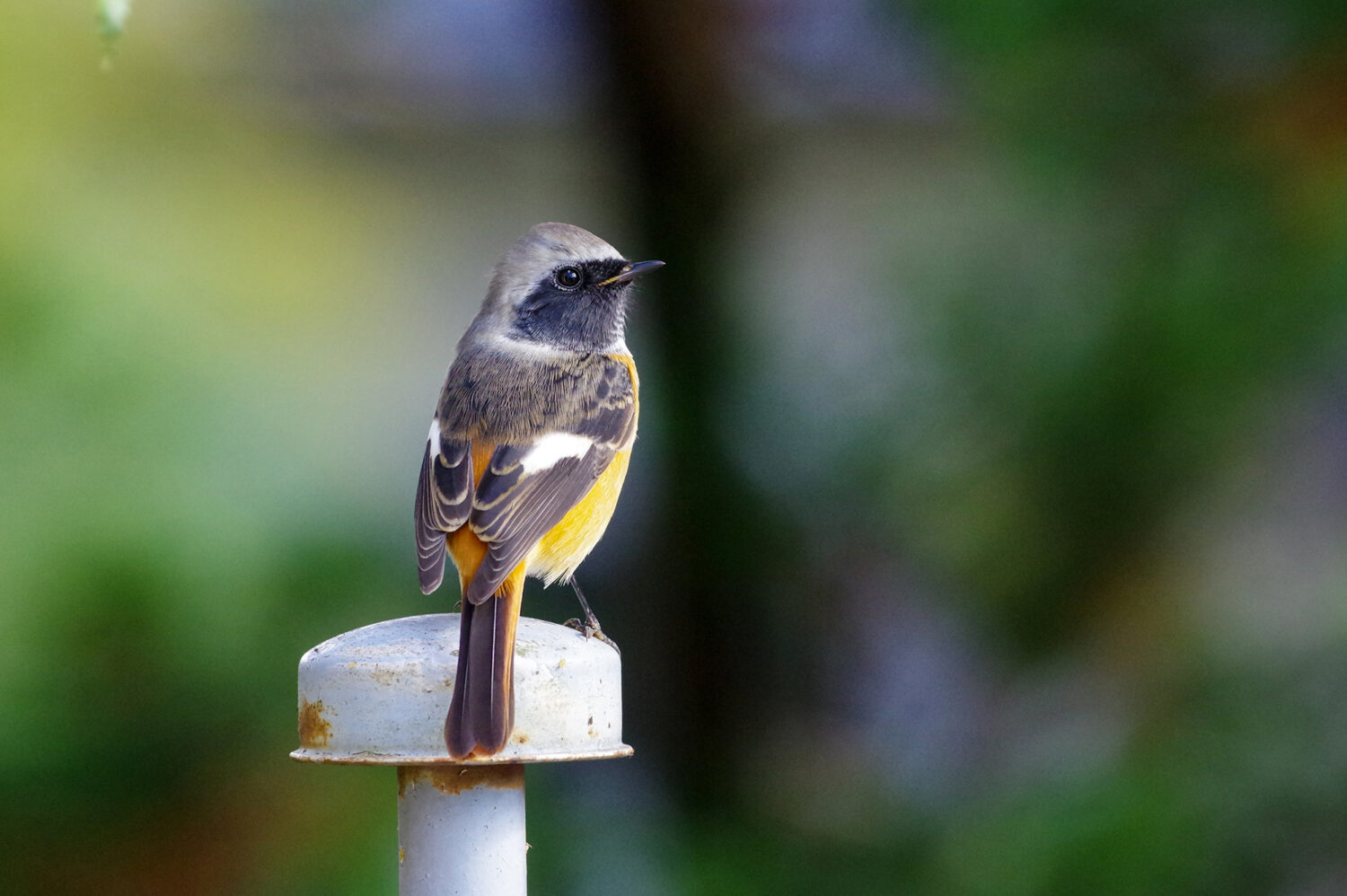 Wild Birds 野鳥 メドゥスケープ