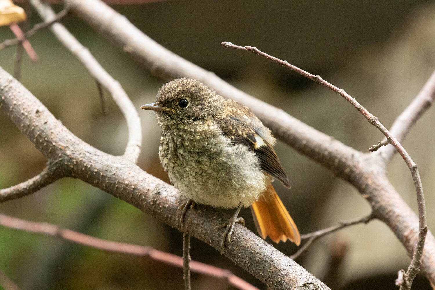 Wild Birds 野鳥 メドゥスケープ