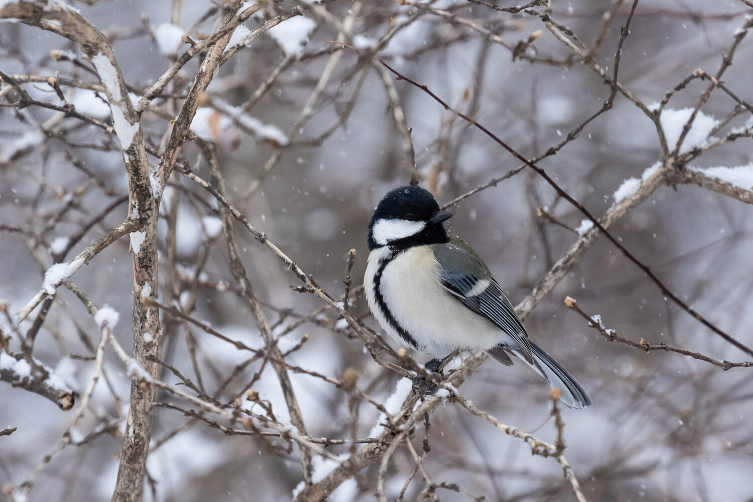 Wild Birds 野鳥 メドゥスケープ