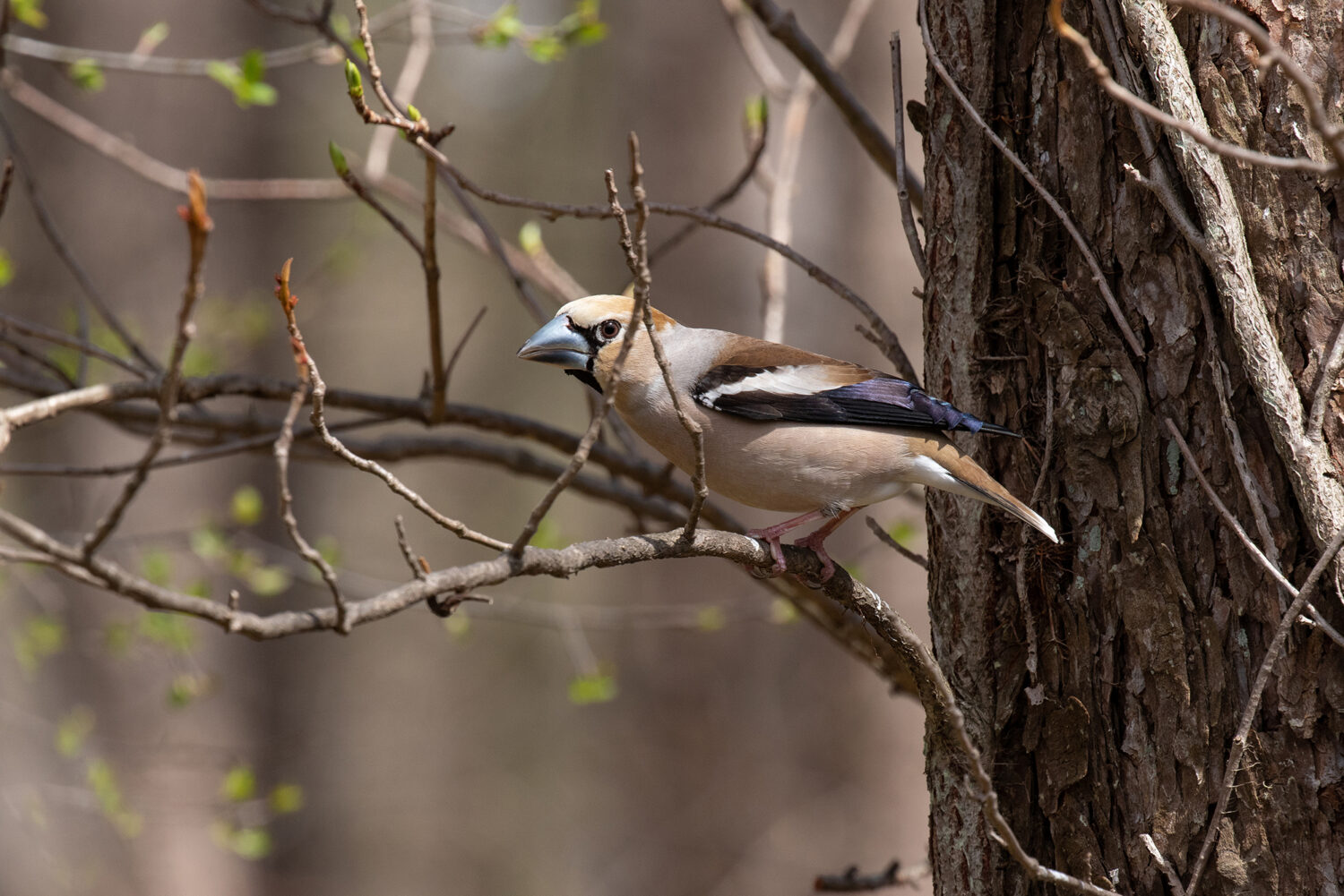 Wild Birds 野鳥 メドゥスケープ
